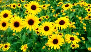 plant with yellow flowers identification