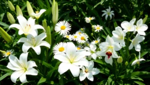 white flower plant identification